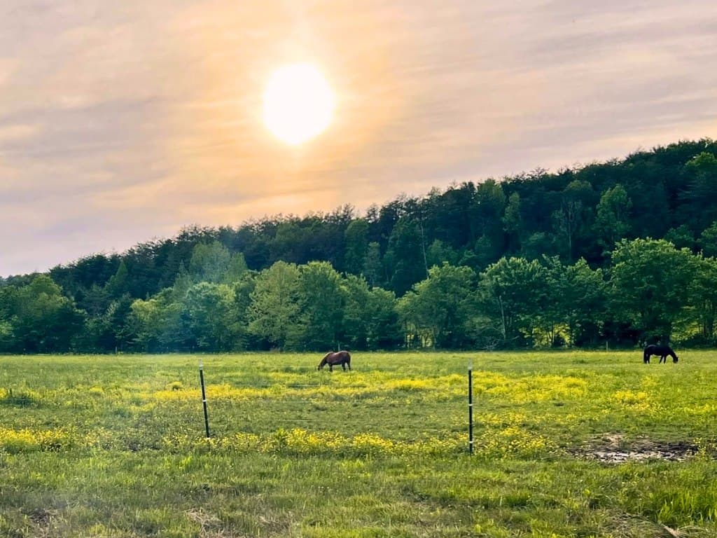 Horses grazing in a BellaSoul Farm pasture at golden-hour sunset