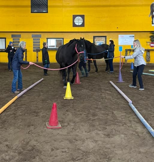 A group taking part in a ground-based equine session in the arena