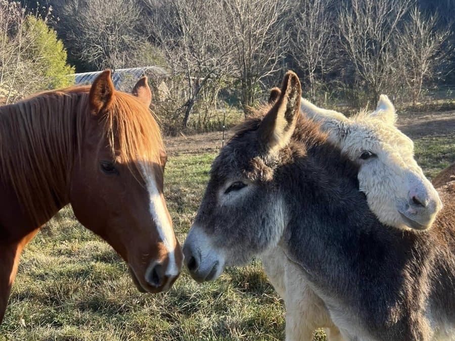 Two animals standing nose to nose, a picture of connection