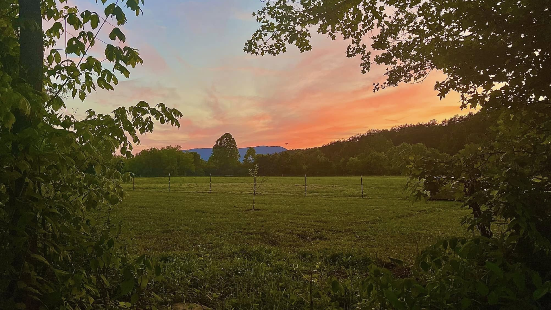Bella Soul Farm Tellico Plains TN Lynn Caraneglo